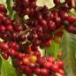 Preview: Lampocoy Guatemala